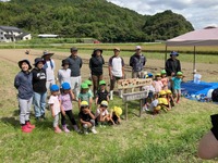 4HCジャガイモ定植