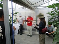 夏の暑さの影響を確認～中芸地区ナス現地検討会～