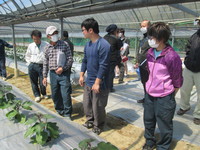 米ナス現検