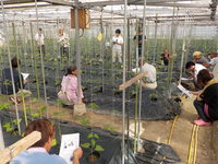 サヤインゲン現地検討会