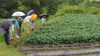 JA四万十枝豆研究会現地検討会