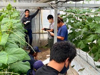 キュウリ若手勉強会