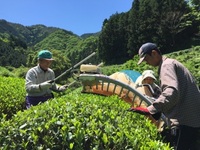 津野山地域での一番茶の摘採の様子