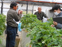 イチゴ現地検討会