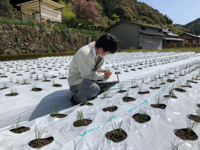 露地ニラの生育状況を確認