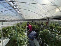 土佐市ピーマン現地検討会