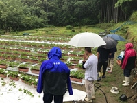 イチゴ育苗現地検討会