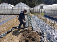 優良苗木の生産拡大と普及に向けて