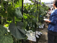 キュウリ現地検討会