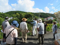 大月ビワ剪定講習会