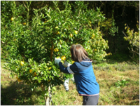 収穫体験会の様子