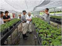 イチゴ育苗現地検討会