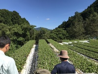 イチゴ現地検討会