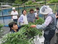 シシトウ現地検討会