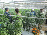 農福連携収穫体験会