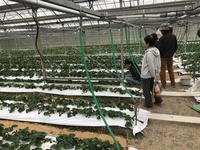 イチゴ勉強会