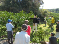 土佐文旦剪定講習会