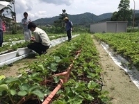 イチゴ育苗現地検討会