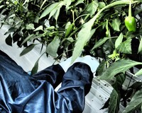 ピーマン収穫体験会