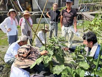 ぼたなすの整枝作業をする生産者