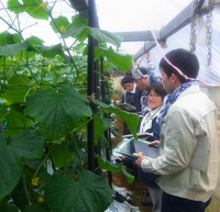 キュウリ勉強会