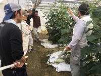 キュウリ現地検討会