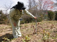 イタドリ収穫調査（土佐町松木野営農組合）