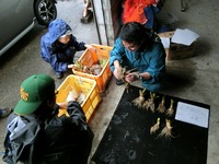 根こぶ病発病程度の調査