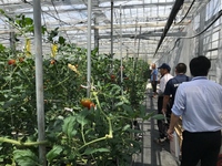 トマトポット栽培現地検討会