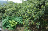 平成２９年５月