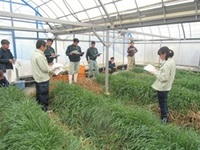 ハウスでライ麦の効果を検討