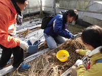チョロギの収穫体験