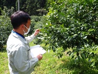 発芽期はやや早め　～ユズの発芽調査を実施～