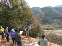 栗剪定隊の剪定技術講習会の様子
