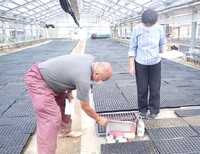 ワサビ発芽率試験