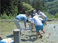 食育で田植え