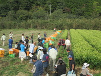 ショウガハーベスタの実演会