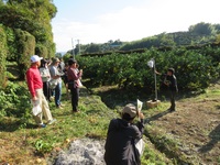 土佐文旦生産者交流会