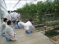 トマトパーク視察