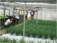 ニラ農家の個別巡回