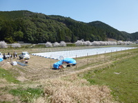 米ナス雨よけ設備設置