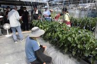 カラーピーマン部会現地検討会