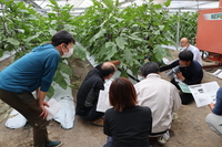 下位側枝の整理方法の説明を受ける生産者