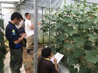 キュウリ勉強会