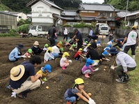 4Hジャガイモ定植