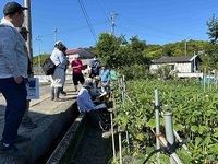 オクラの環境データを活用していこう～中芸地区オクラ現地検討会～