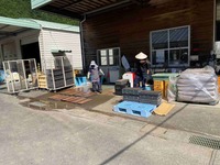 ワサビ育苗