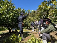 土佐文旦せん定講習会
