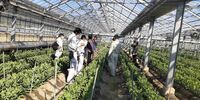 トルコギキョウ土壌病害対策　～低濃度エタノール土壌還元処理の普及～