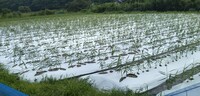 普及活動情勢報告令和８年７月